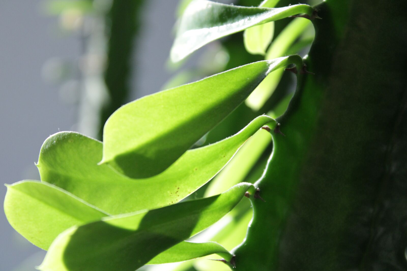 Canon EOS 2000D (EOS Rebel T7 / EOS Kiss X90 / EOS 1500D) sample photo. Cactus, sun, green photography