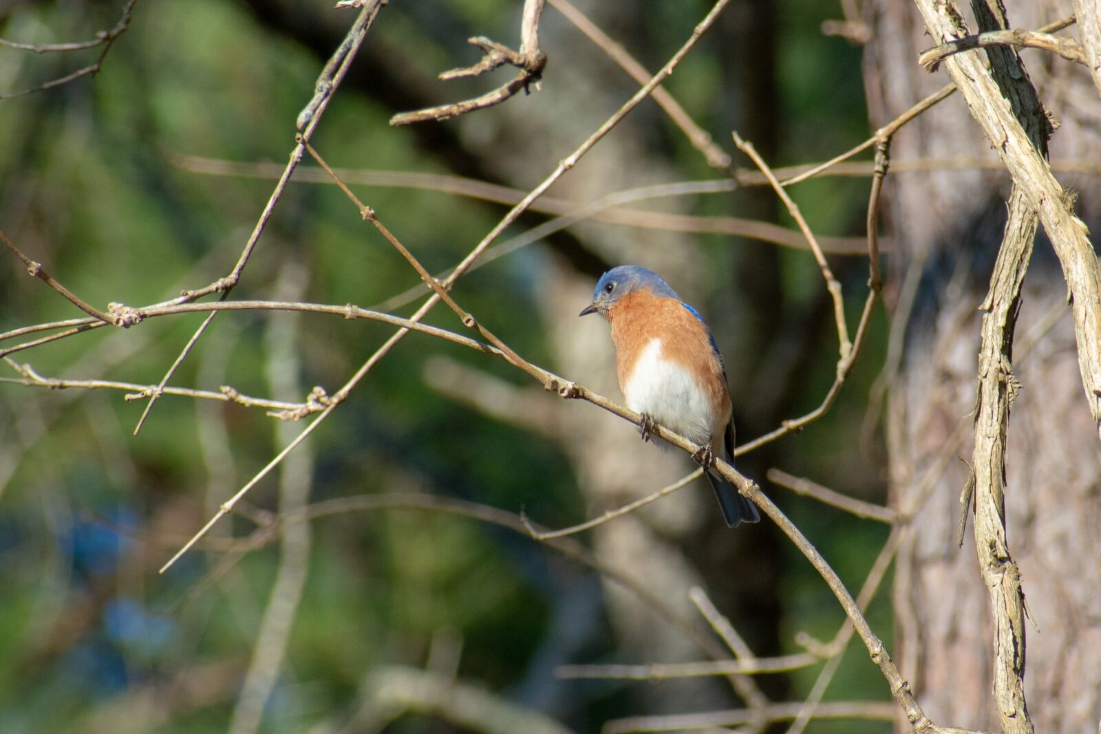 Nikon D3400 sample photo. Bird, nature, avian photography