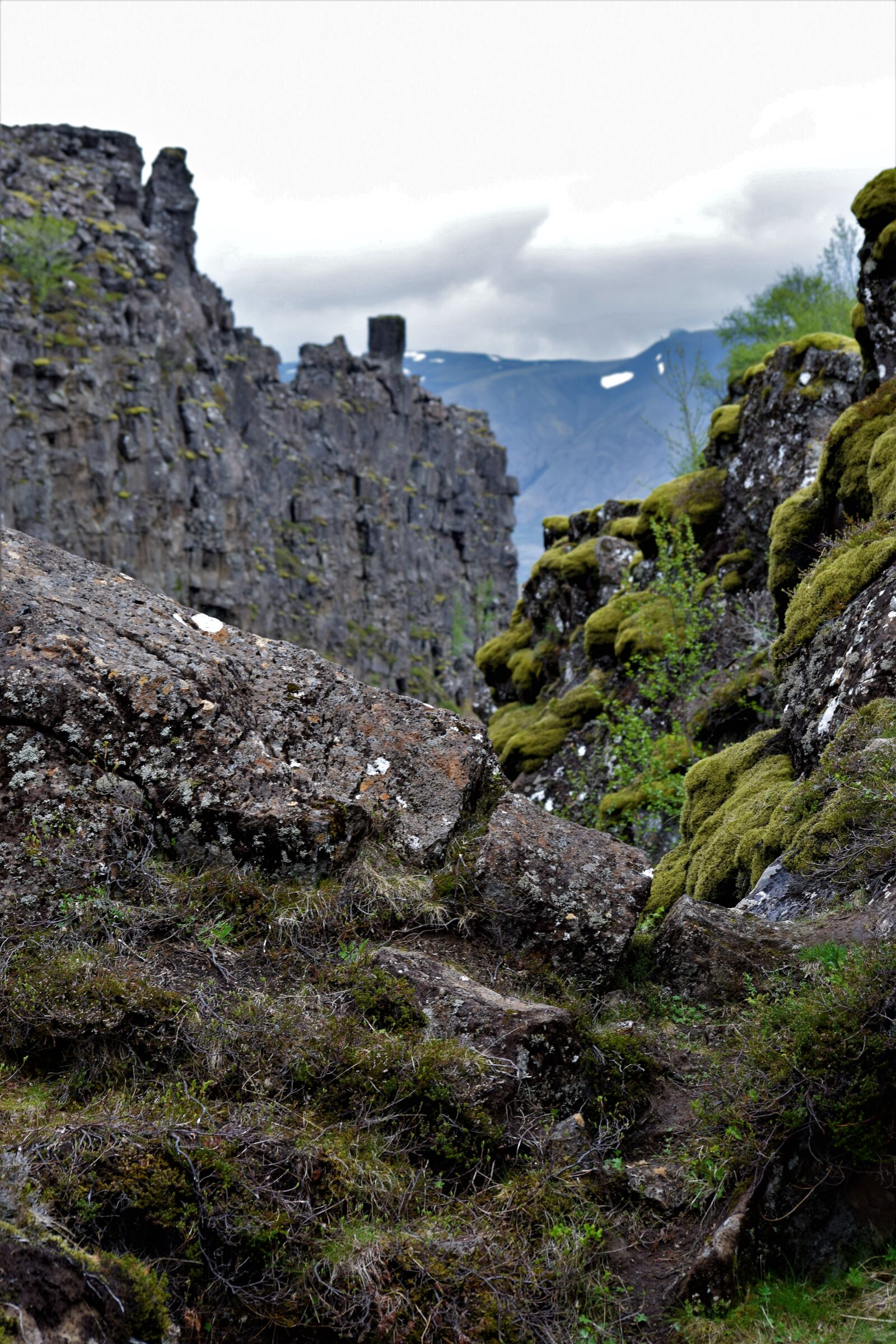 Nikon D3300 sample photo. Moss, moody, rock photography
