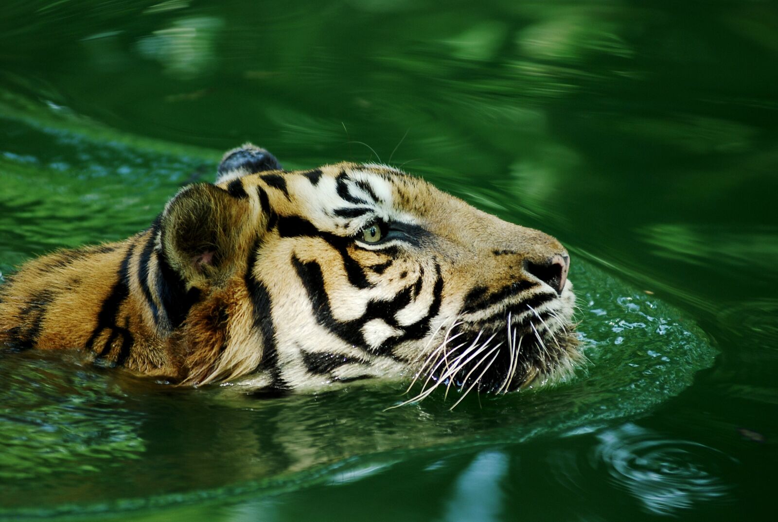 Nikon D80 sample photo. Tiger, malayan tiger, lonely photography