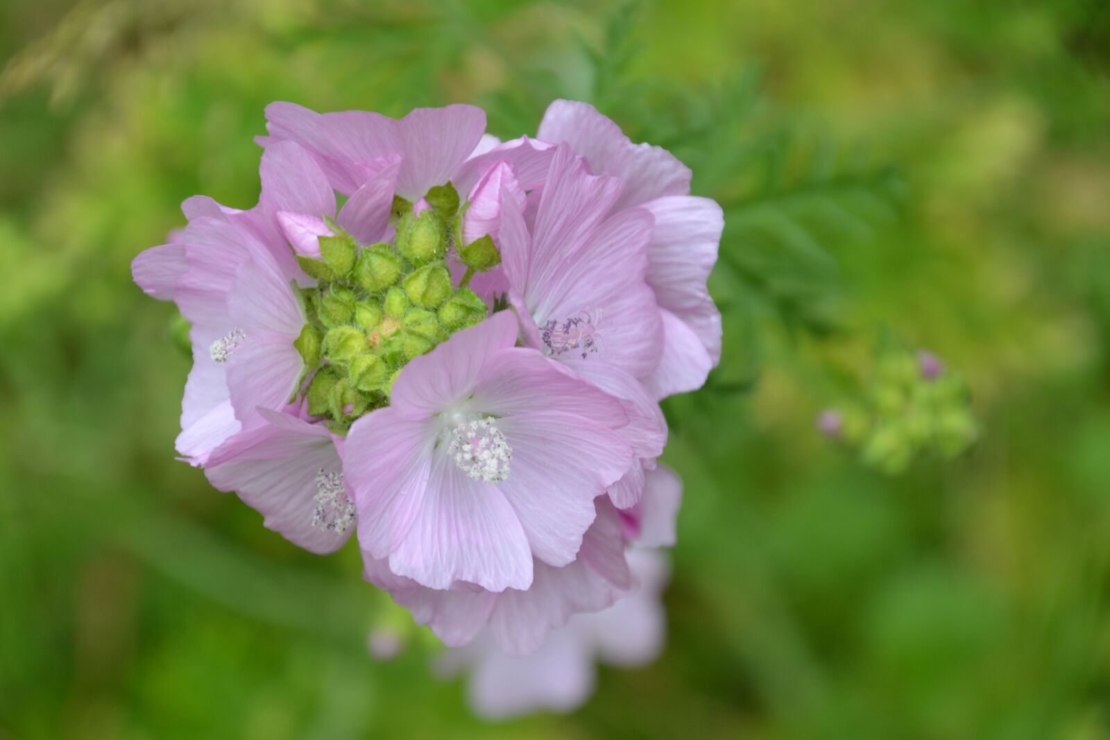 Nikon D3100 sample photo. Flower, blossom, bloom photography