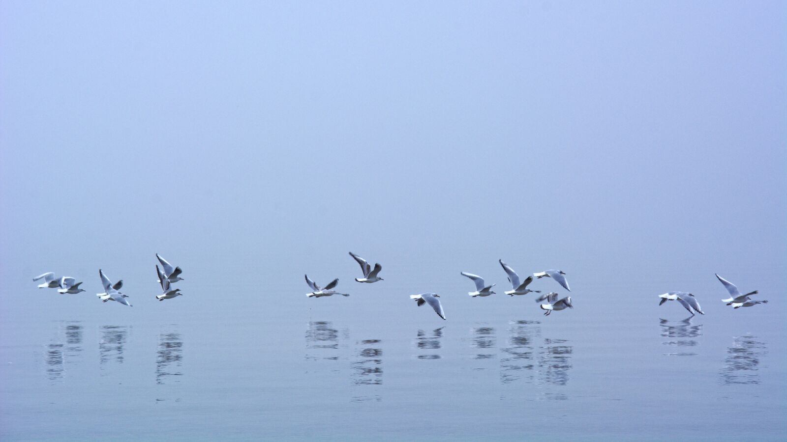 55.0-200.0mm f/4.0-f/5.6 sample photo. Fog, seagull, mirroring photography