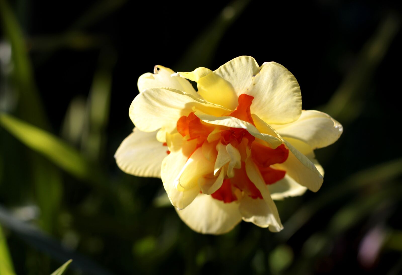 Canon EOS 7D Mark II sample photo. Narcissus tahiti, narcis, double photography