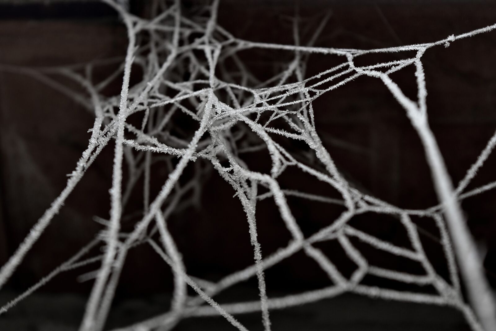 Nikon D5500 sample photo. Cold, frost, network, spider photography