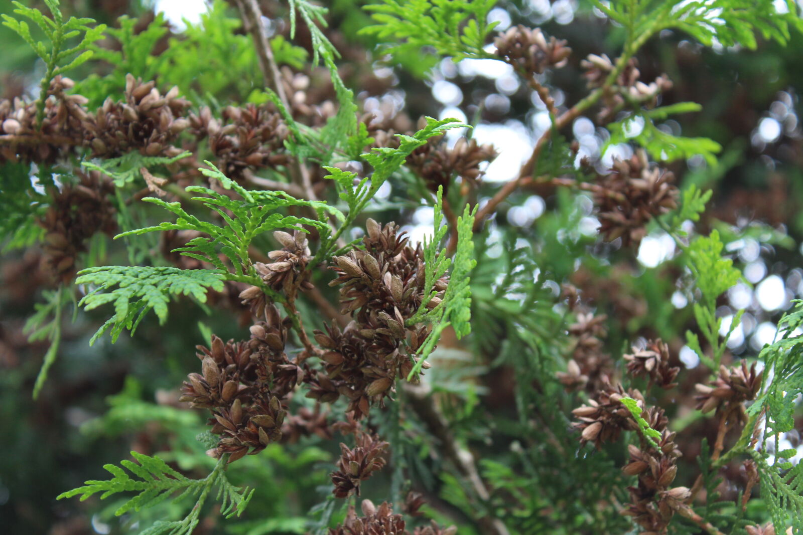 Canon EOS 1200D (EOS Rebel T5 / EOS Kiss X70 / EOS Hi) sample photo. Tree photography