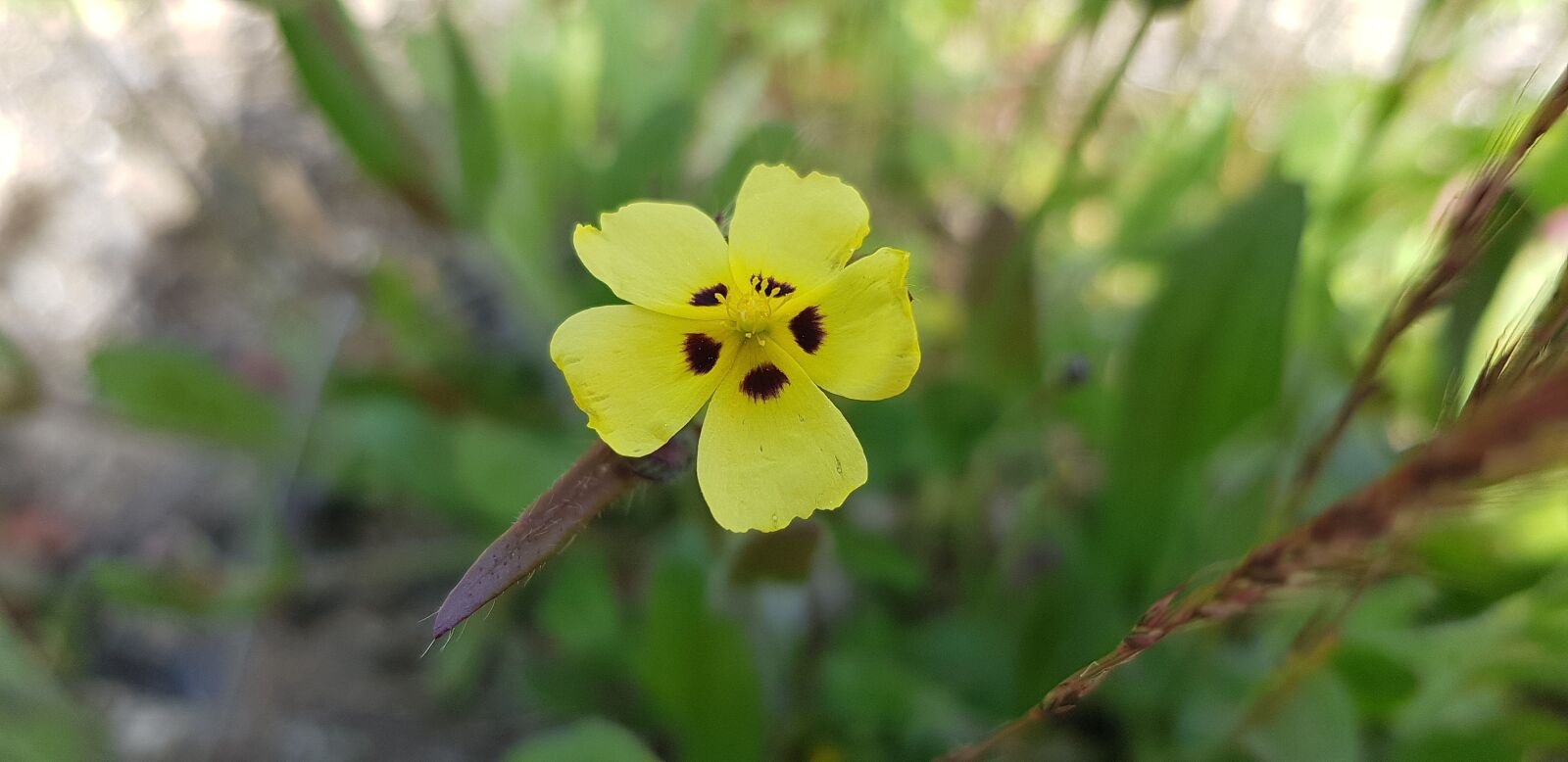 Samsung Galaxy S8 sample photo. Nature, flower, plant photography