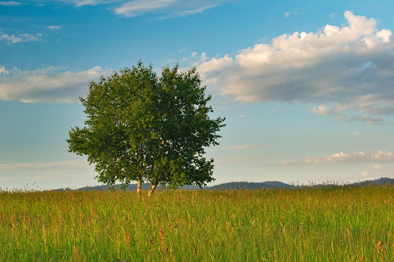 Nikon D5300 sample photo. Landscape, tree, view photography