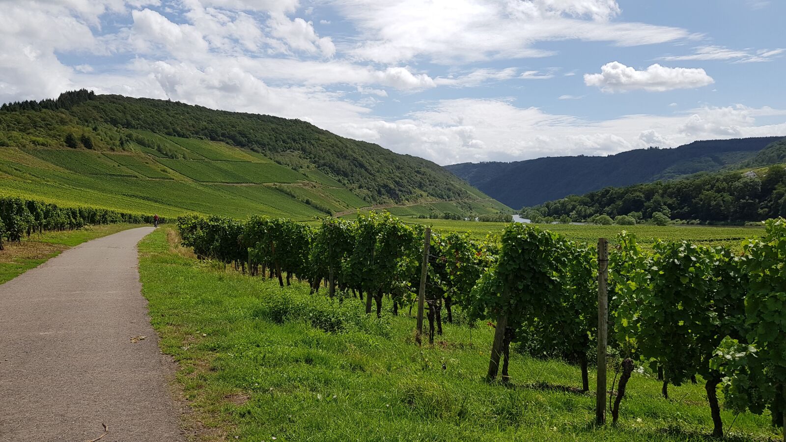 Samsung Galaxy S8 sample photo. Mosel, cycle path, wine photography