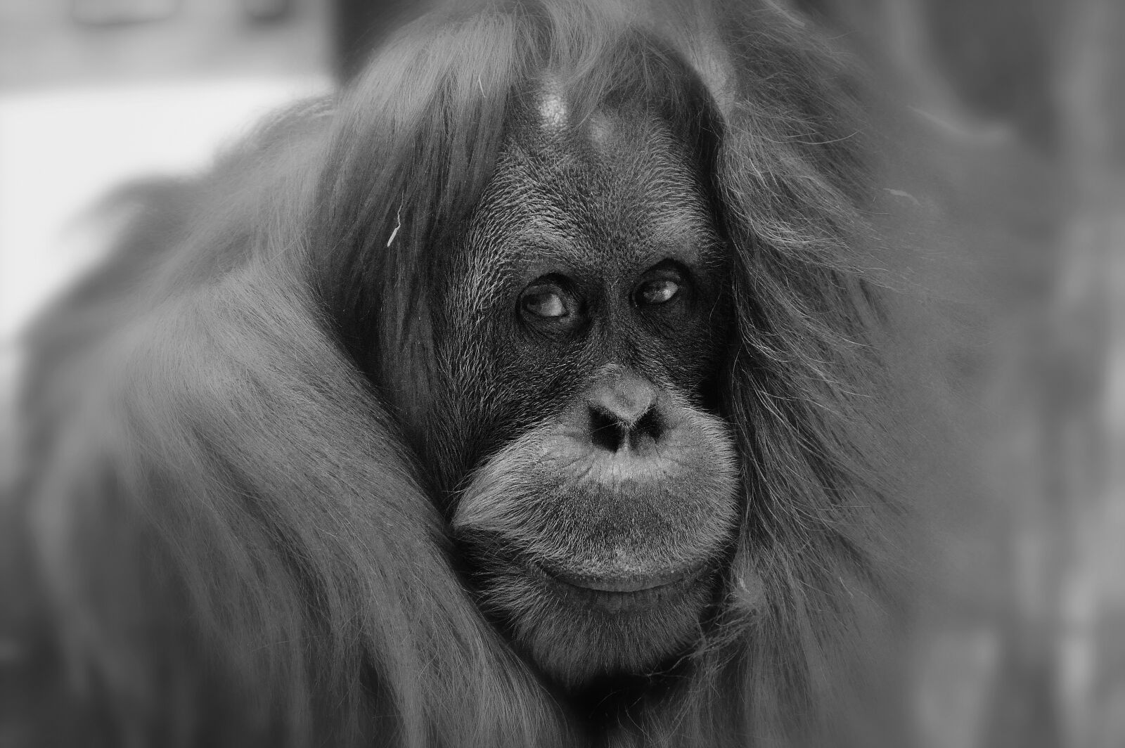 Nikon D3200 sample photo. Orang utan, monkey, cute photography
