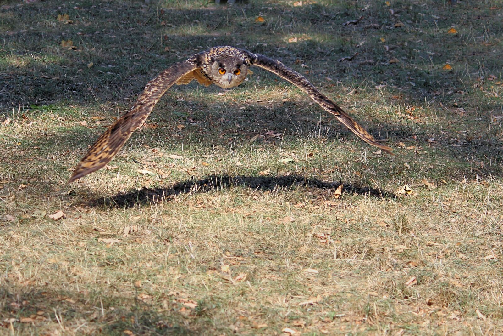 Canon EOS 600D (Rebel EOS T3i / EOS Kiss X5) sample photo. Young bird, owl, eagle photography