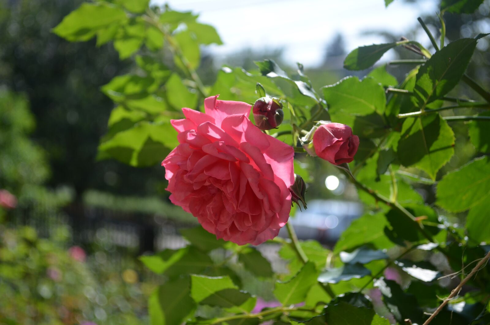 Nikon D5100 sample photo. Red rose, rose, plant photography