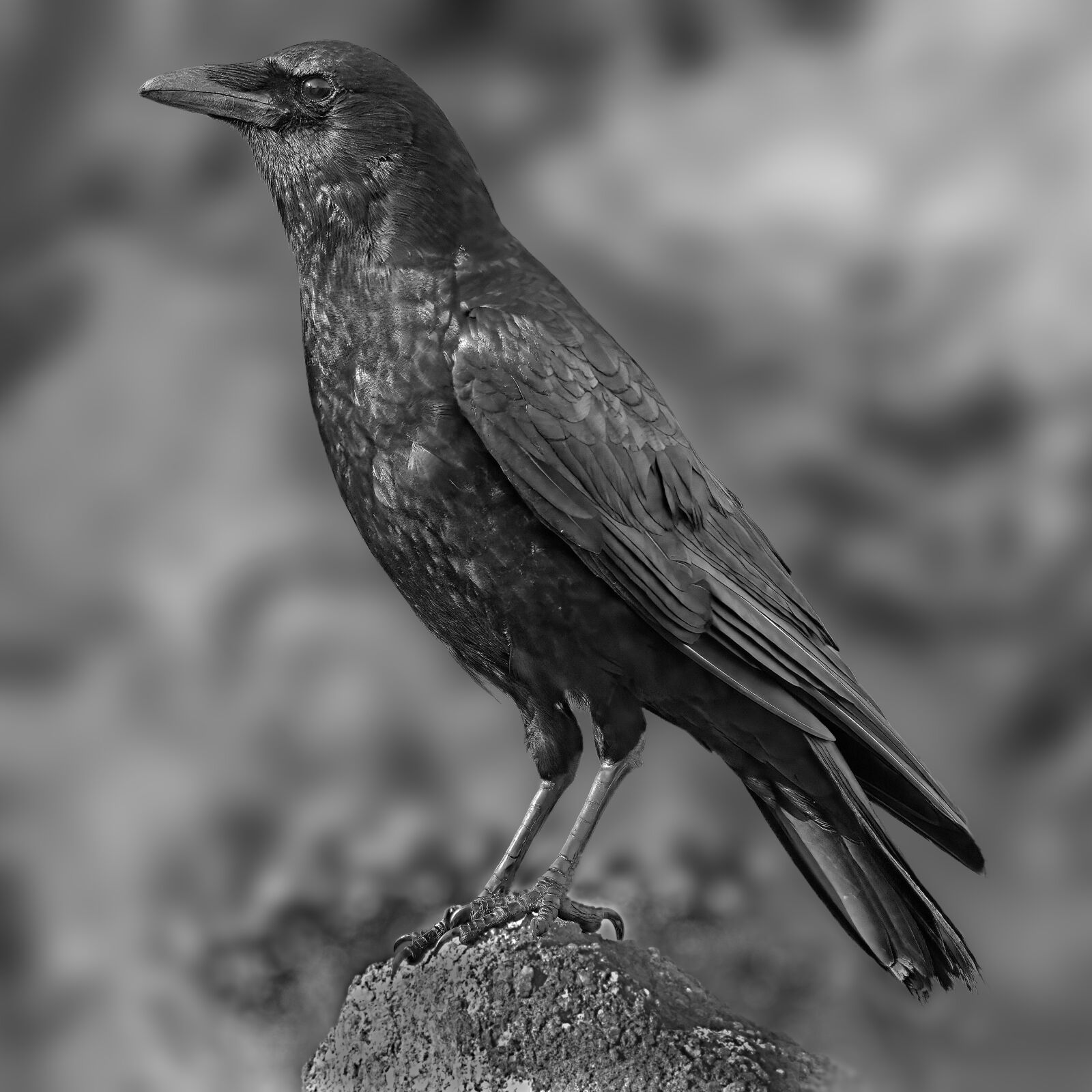XF100-400mmF4.5-5.6 R LM OIS WR + 1.4x sample photo. American crow, crow, bird photography
