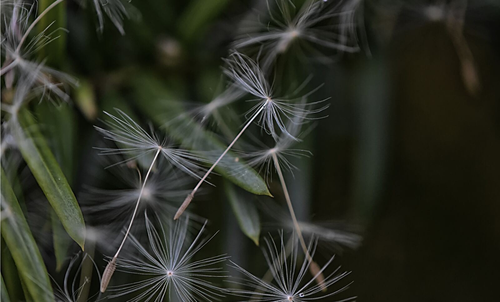 Nikon D7200 sample photo. Dandelion, seeds, flying photography