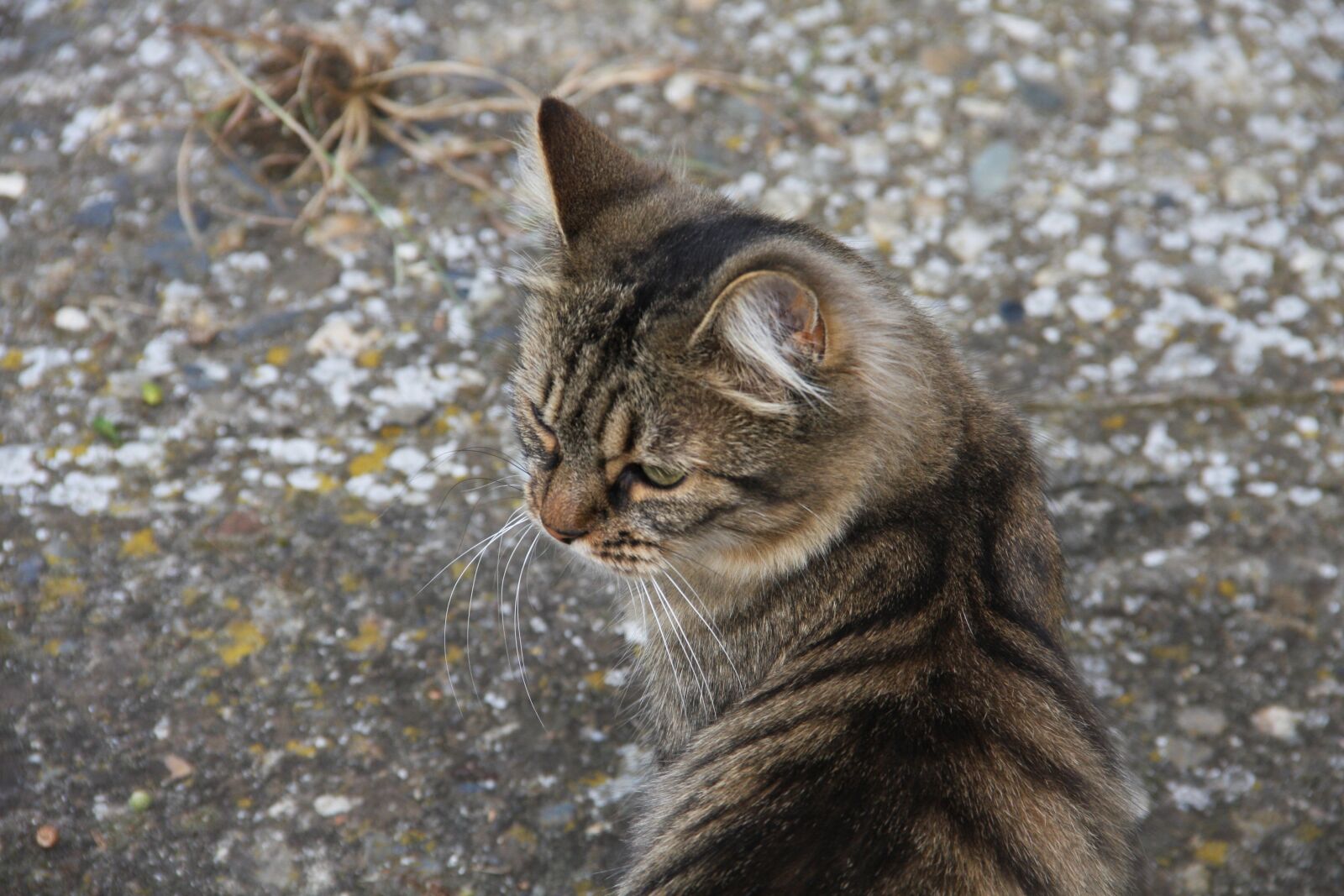 Canon EOS 40D sample photo. Cat, thoughtful, animal photography
