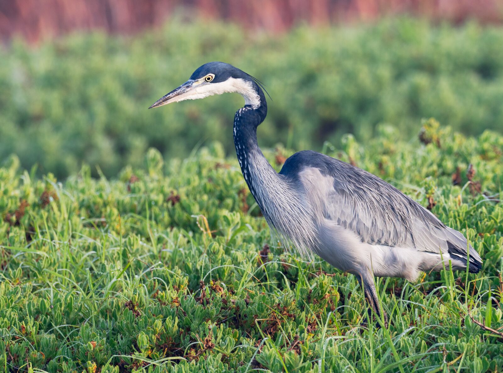 M.300mm F4.0 + MC-14 sample photo. Black-headed heron, bird, crane photography