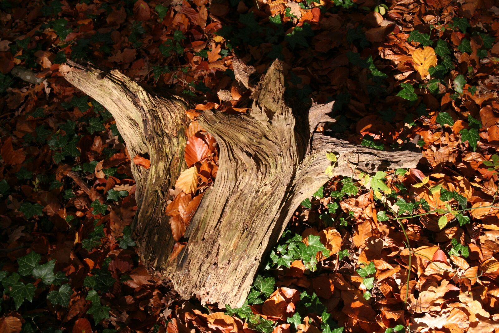 Canon EOS 350D (EOS Digital Rebel XT / EOS Kiss Digital N) sample photo. Root, autumn, fall foliage photography