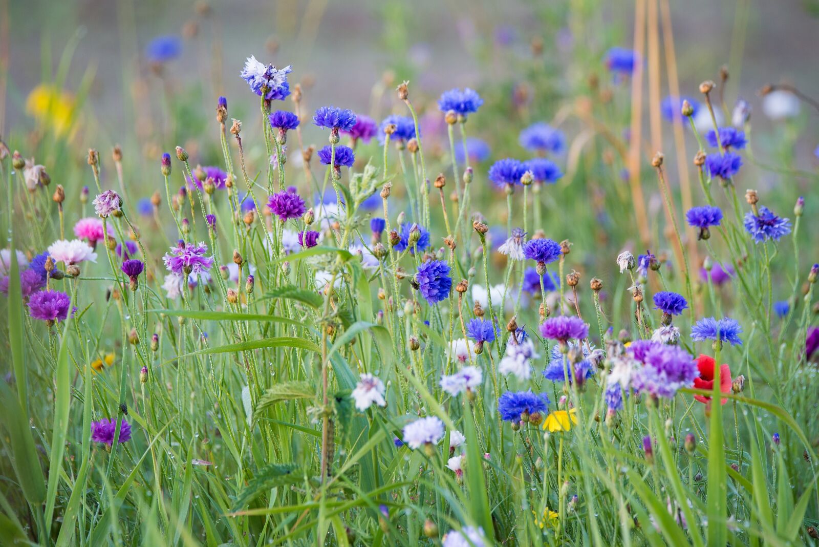Tamron SP 150-600mm F5-6.3 Di VC USD sample photo. Summer, flowers, summer flower photography