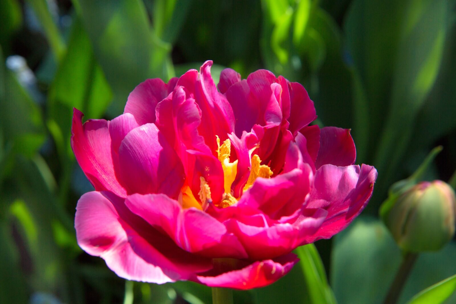 Canon EF 24-70mm F2.8L USM sample photo. Nature, flower, plant photography