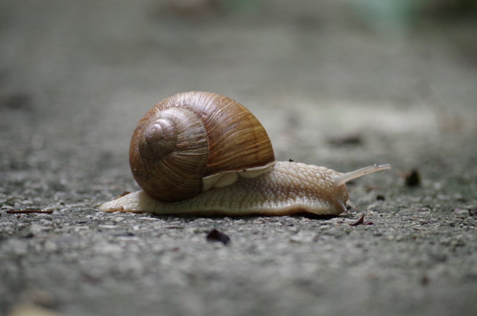 Pentax K-500 sample photo. Snail, conch, slow photography
