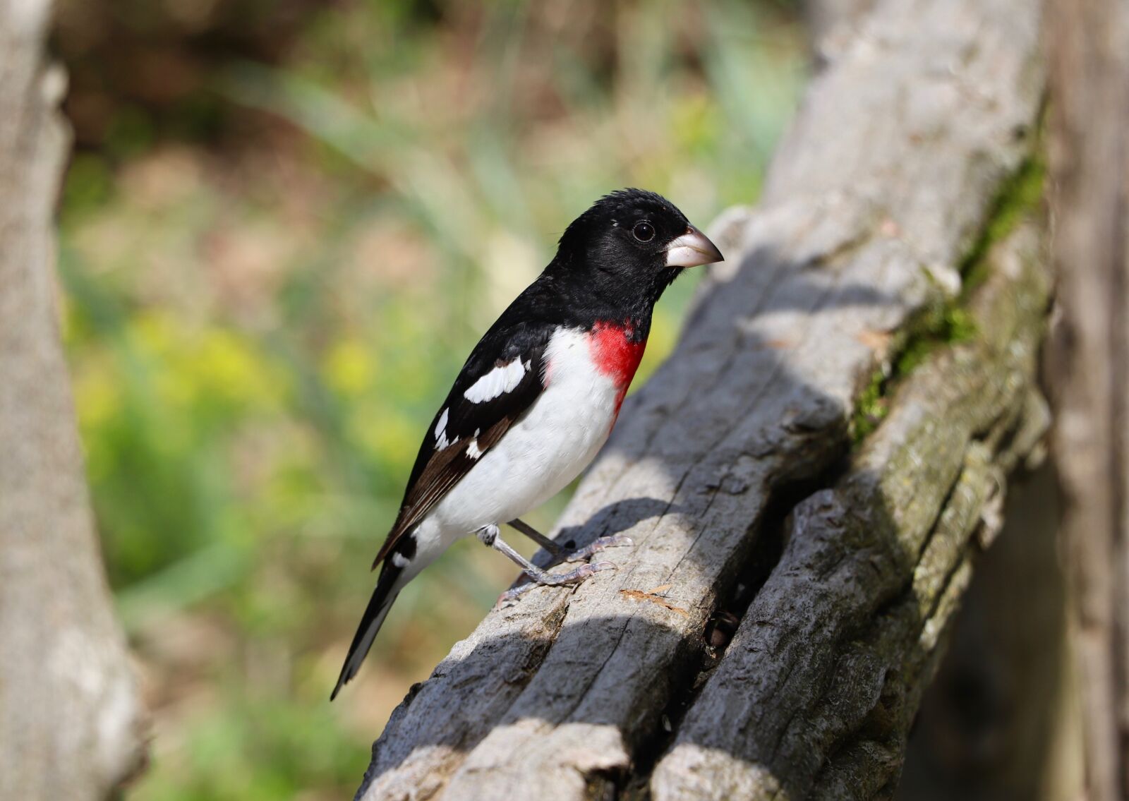 Canon EOS 800D (EOS Rebel T7i / EOS Kiss X9i) + Canon EF-S 18-135mm F3.5-5.6 IS STM sample photo. Rose-breasted grosbeak, bird, nature photography