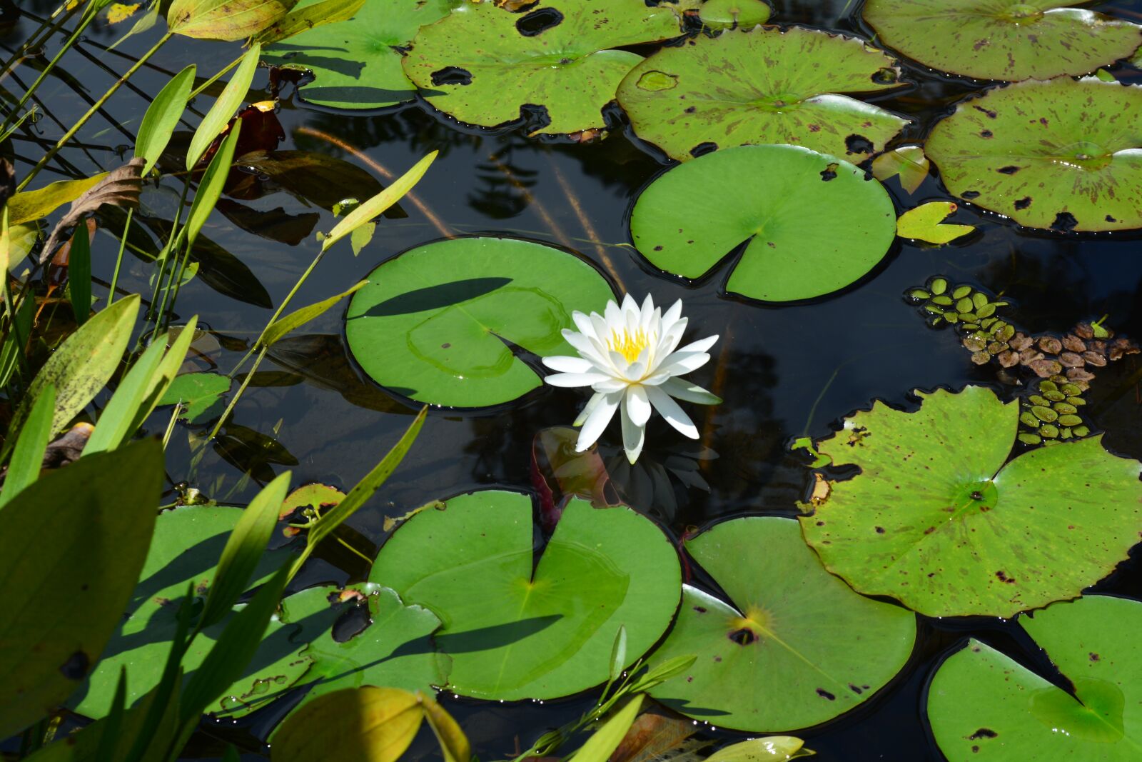 Nikon D5200 sample photo. Lotus flower, lotus, frower photography
