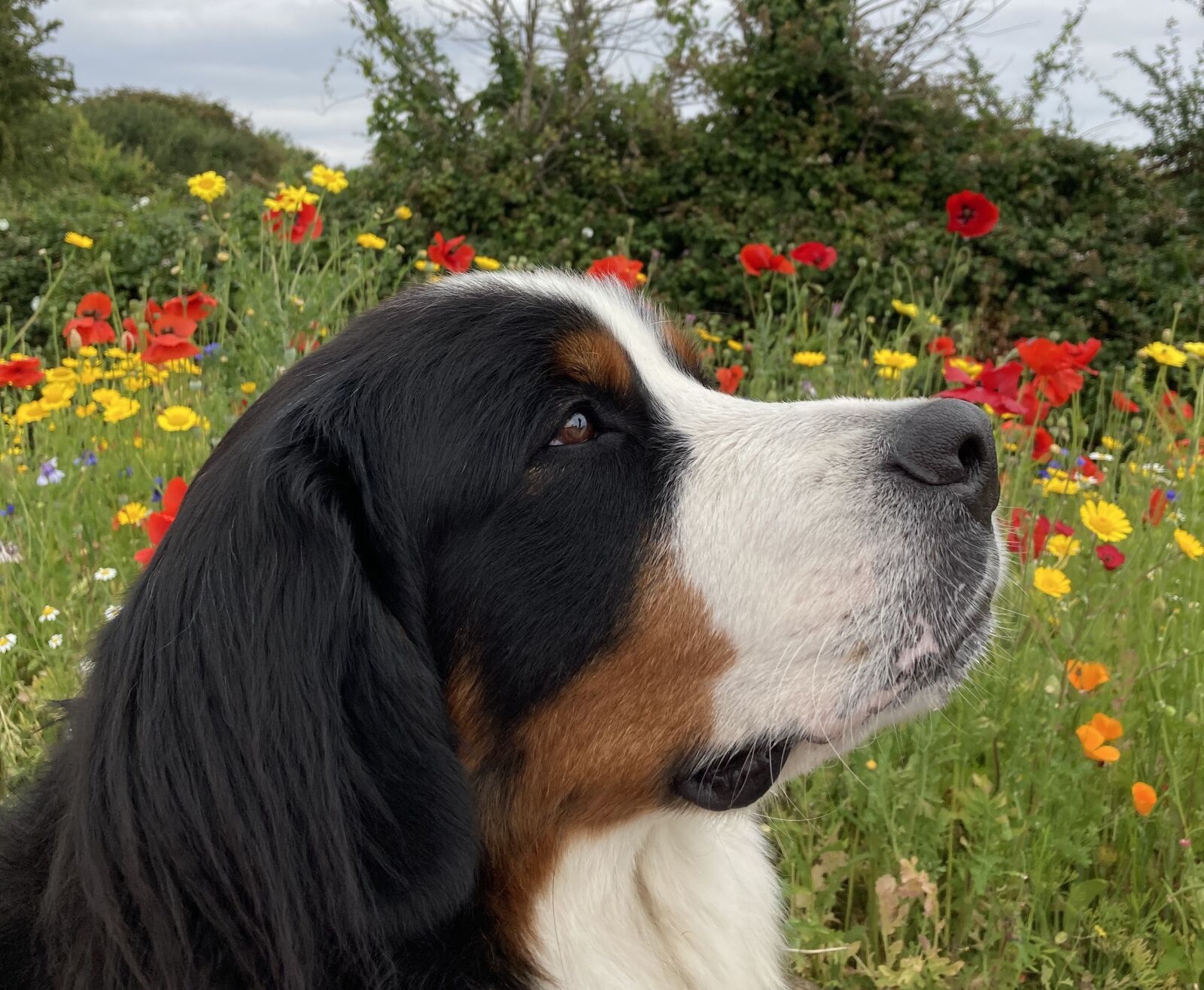 Apple iPhone SE sample photo. Dog, flowers, nature photography