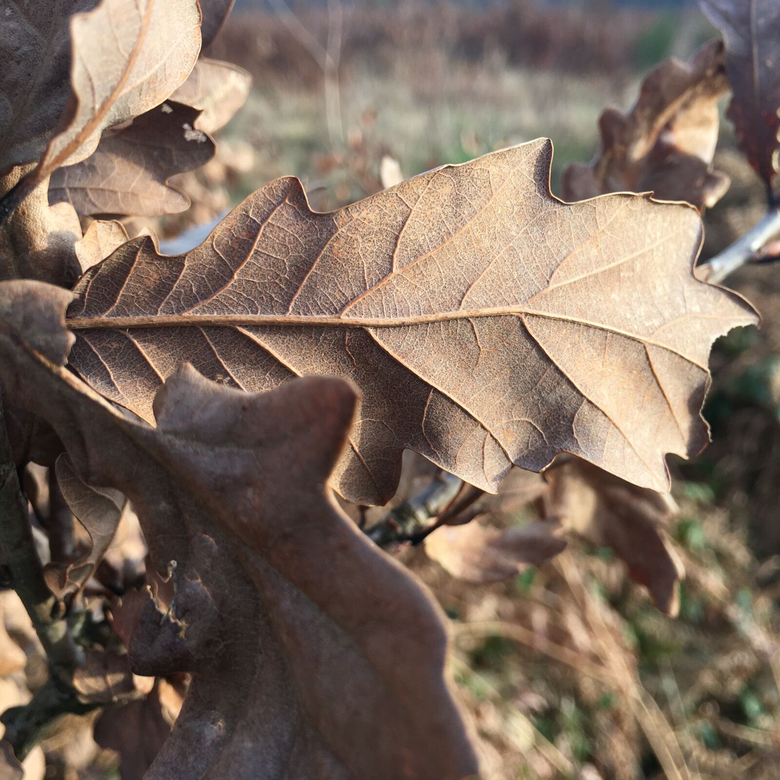 Apple iPhone 6s Plus sample photo. Leaf, oak, tree photography