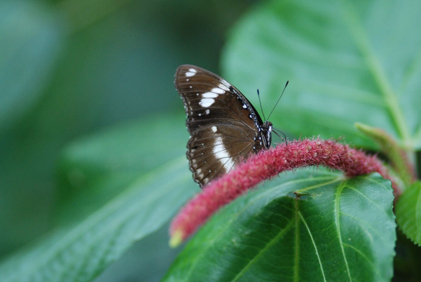 Nikon D80 sample photo. Butterfly, nature, insect photography