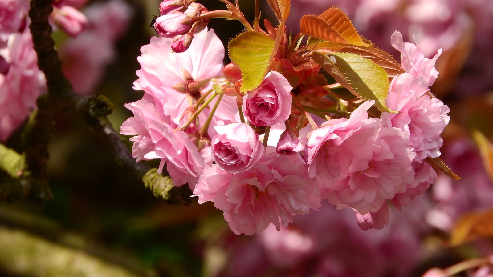 Nikon Coolpix P610 sample photo. Sakura, flower sakura, pink photography