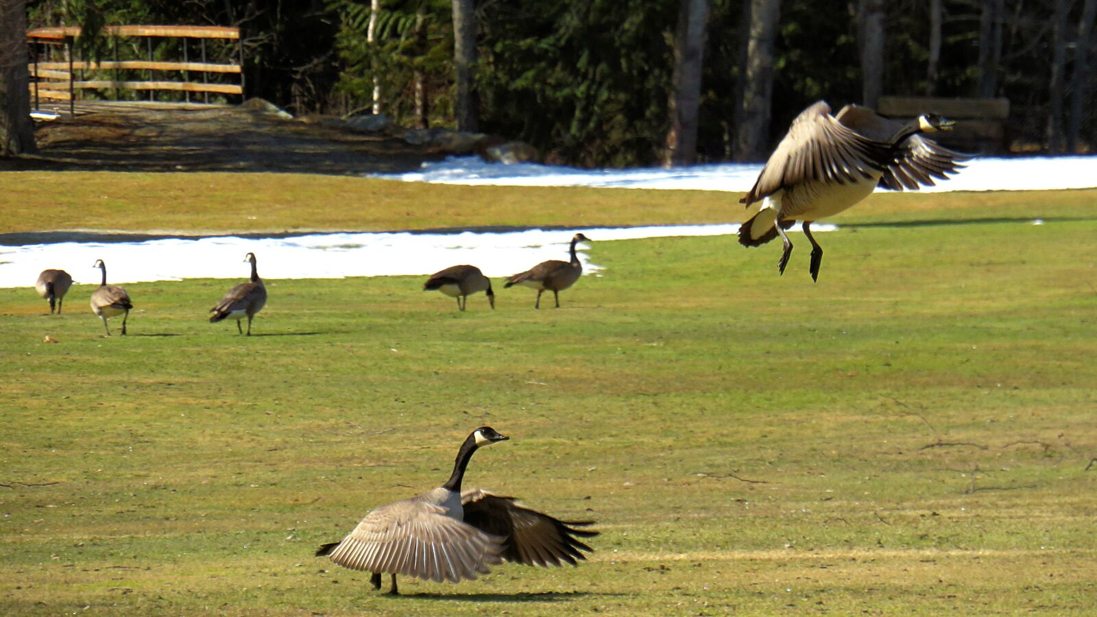 Canon PowerShot SX540 HS sample photo. Canada geese, geese, take-off photography