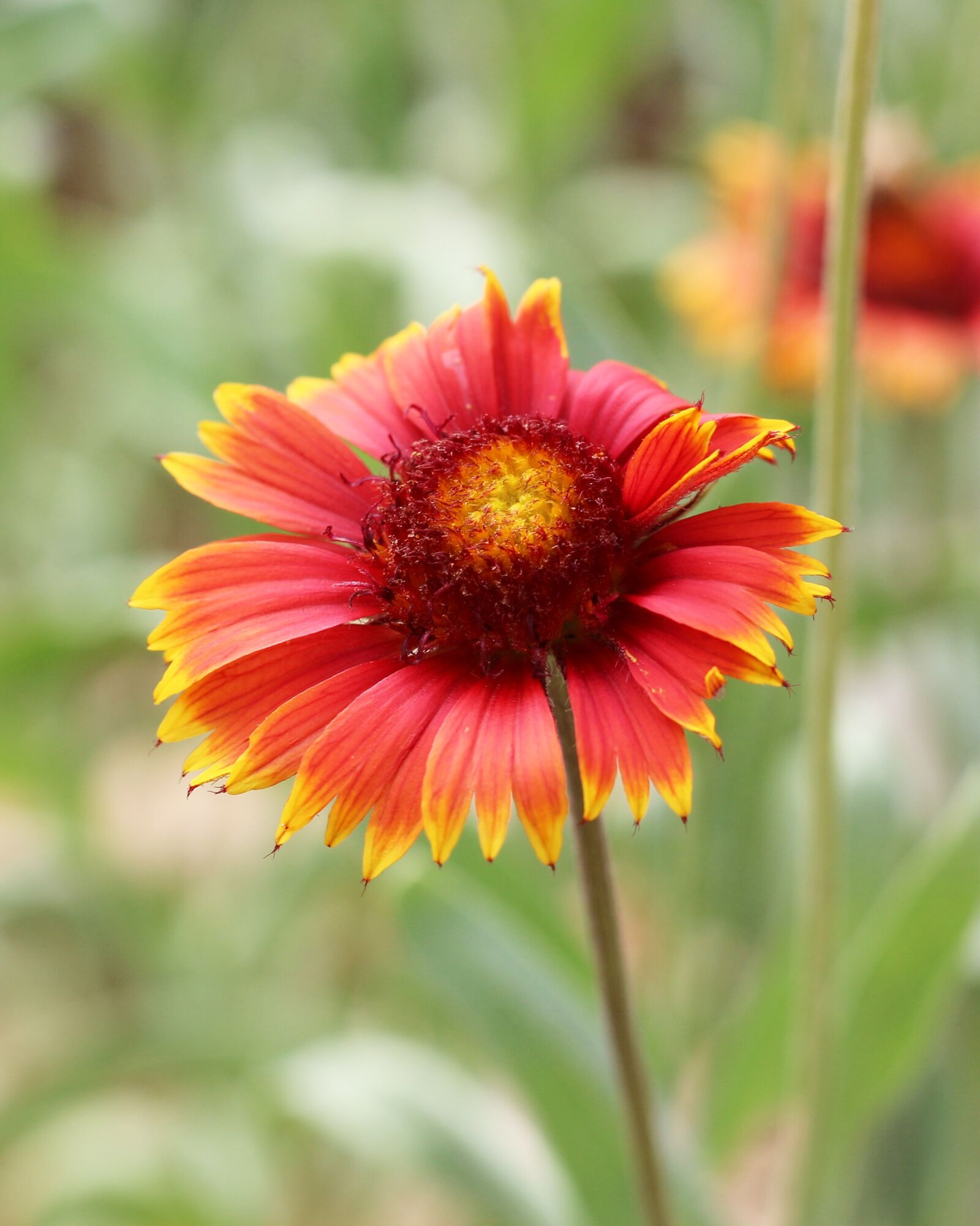 Canon EOS 700D (EOS Rebel T5i / EOS Kiss X7i) + Canon EF 50mm F1.8 STM sample photo. Blanket flower, garden, nature photography