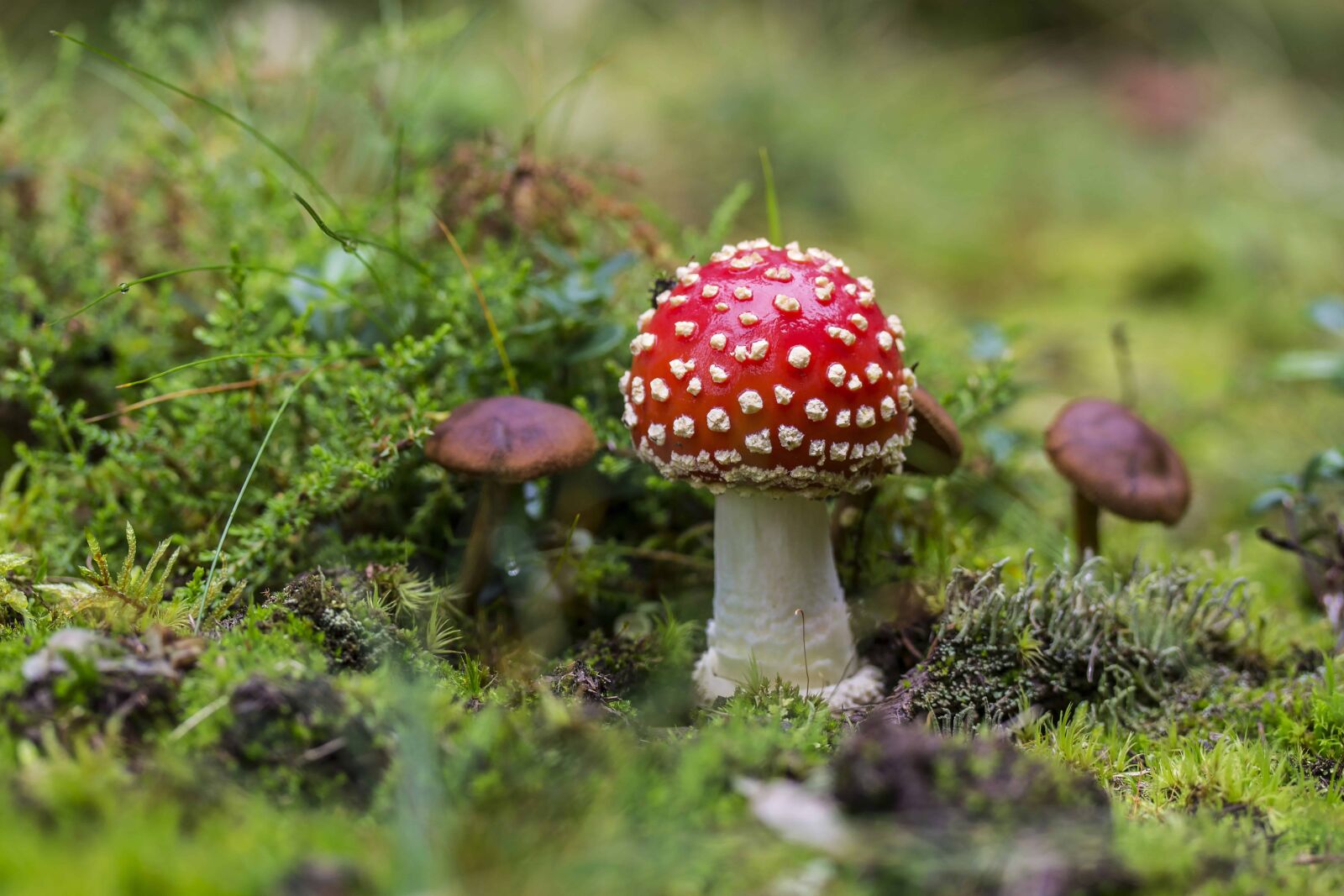 Canon EOS 1100D (EOS Rebel T3 / EOS Kiss X50) sample photo. Fungus, wild, mushroom, grass photography