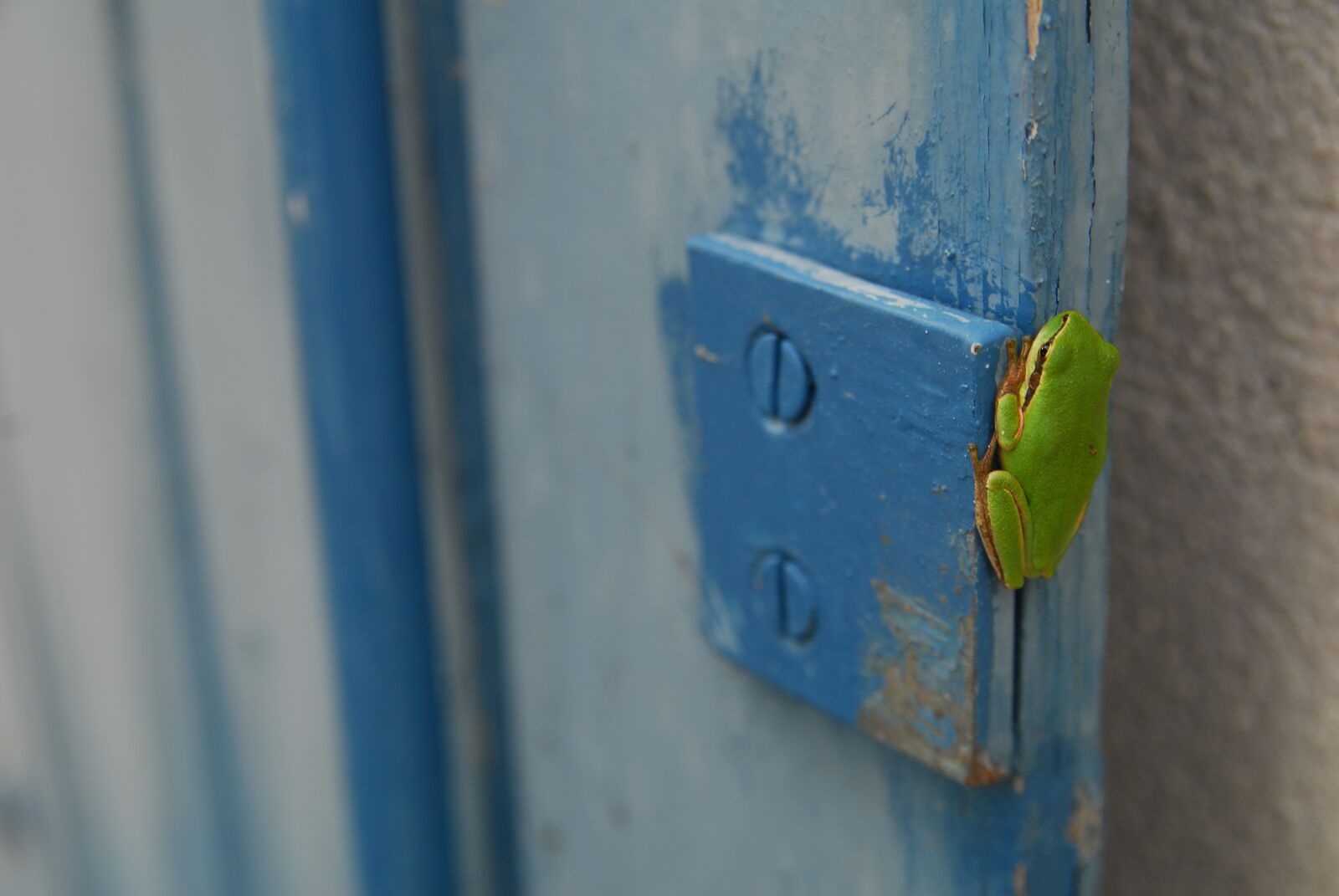 Nikon D200 sample photo. Green frog, frog, amphibian photography