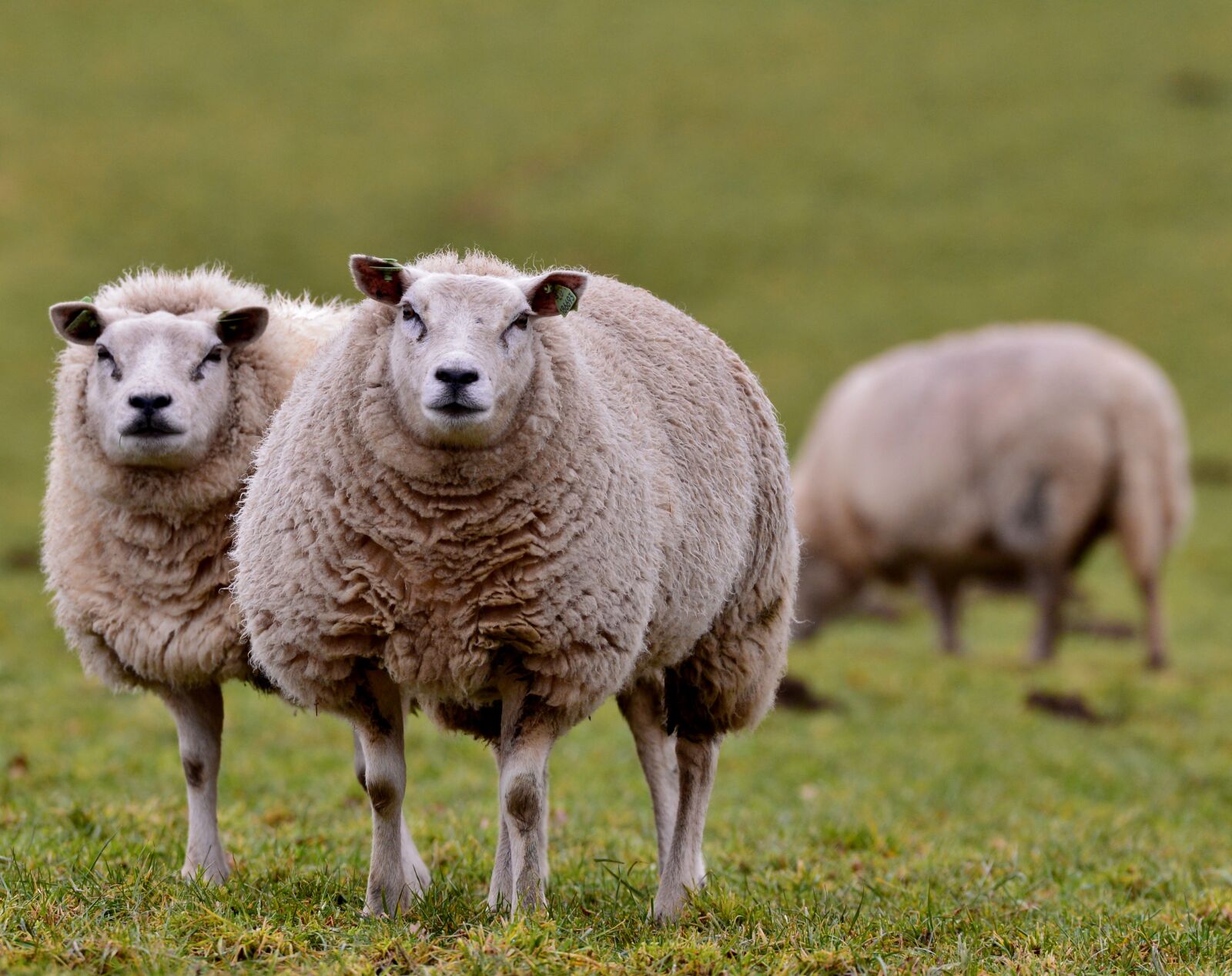 Nikon D600 sample photo. Sheep, mammal, wool photography