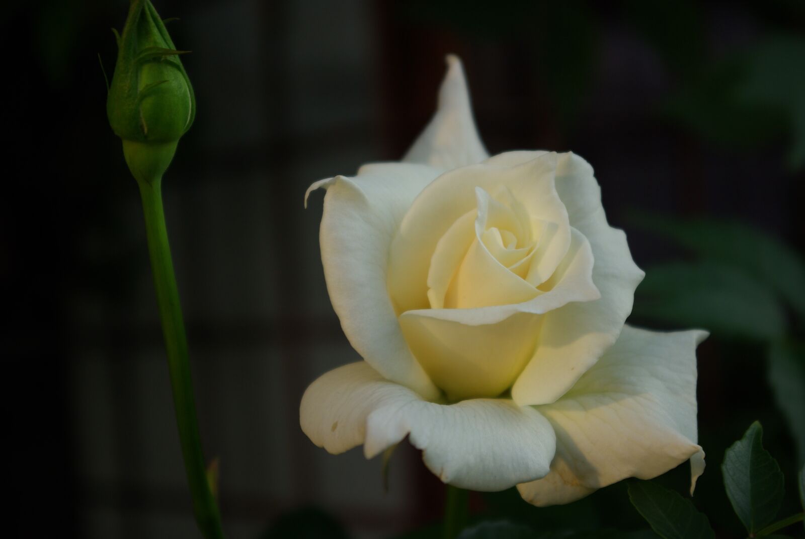 Samsung GX-10 sample photo. Rose, white rose, flower photography