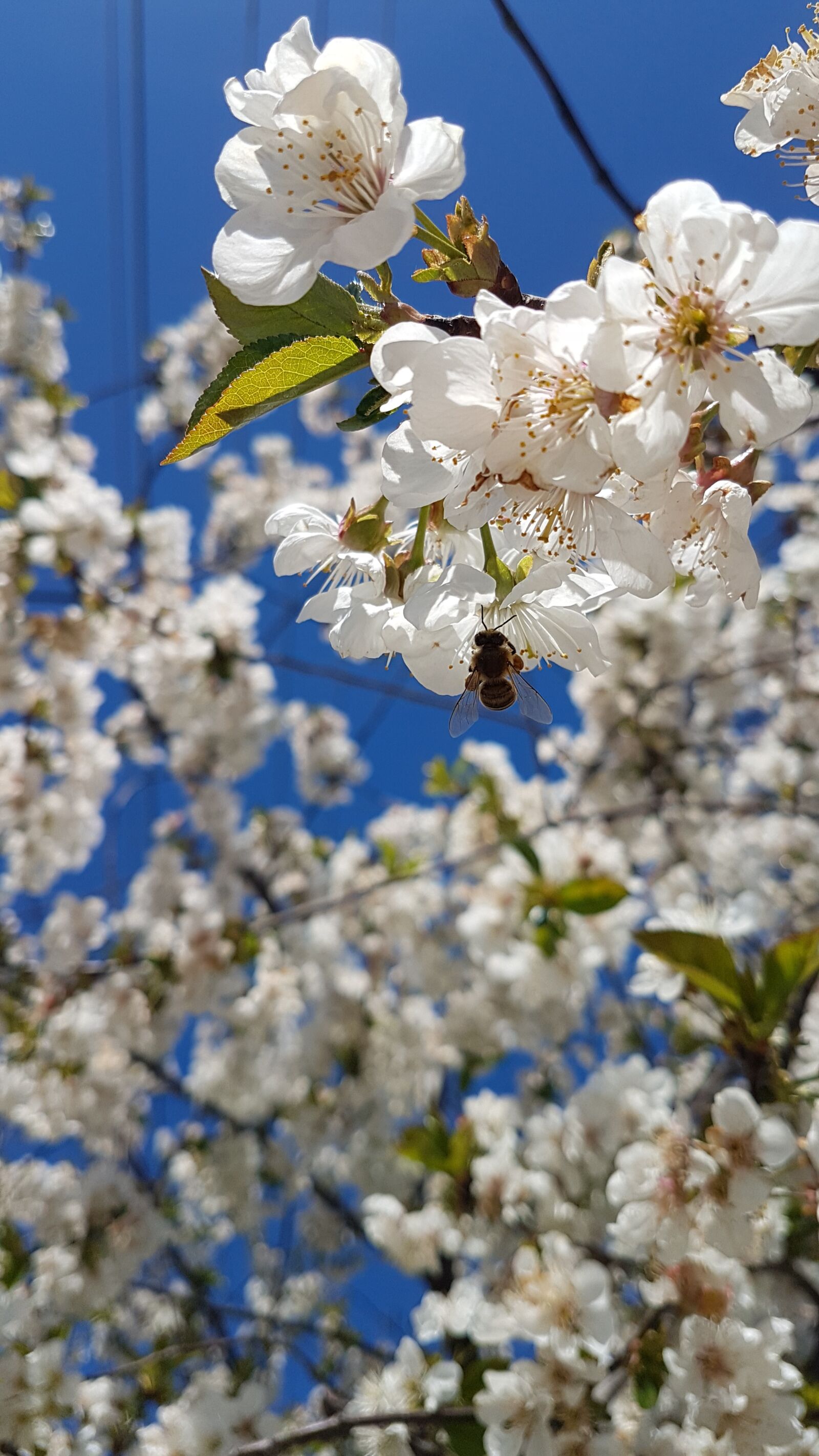 Samsung Galaxy S7 Edge sample photo. Spring, krasnodarskiy kray, cherry photography