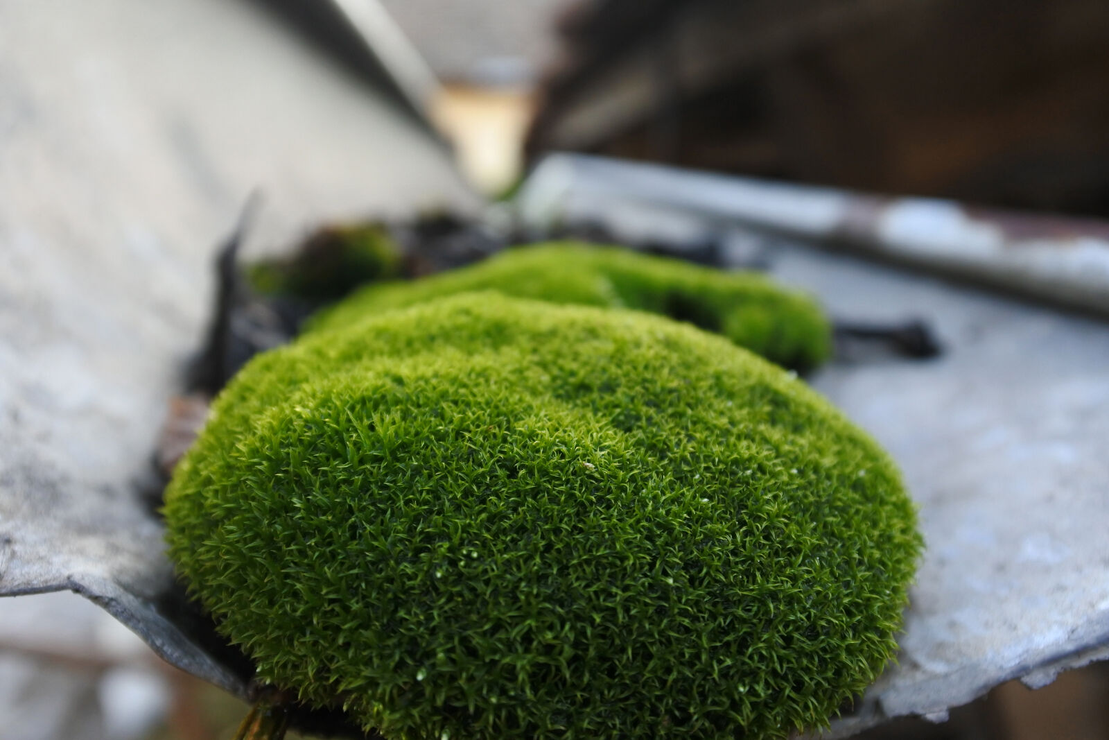 Nikon 1 J5 sample photo. Blur, close, up, color photography