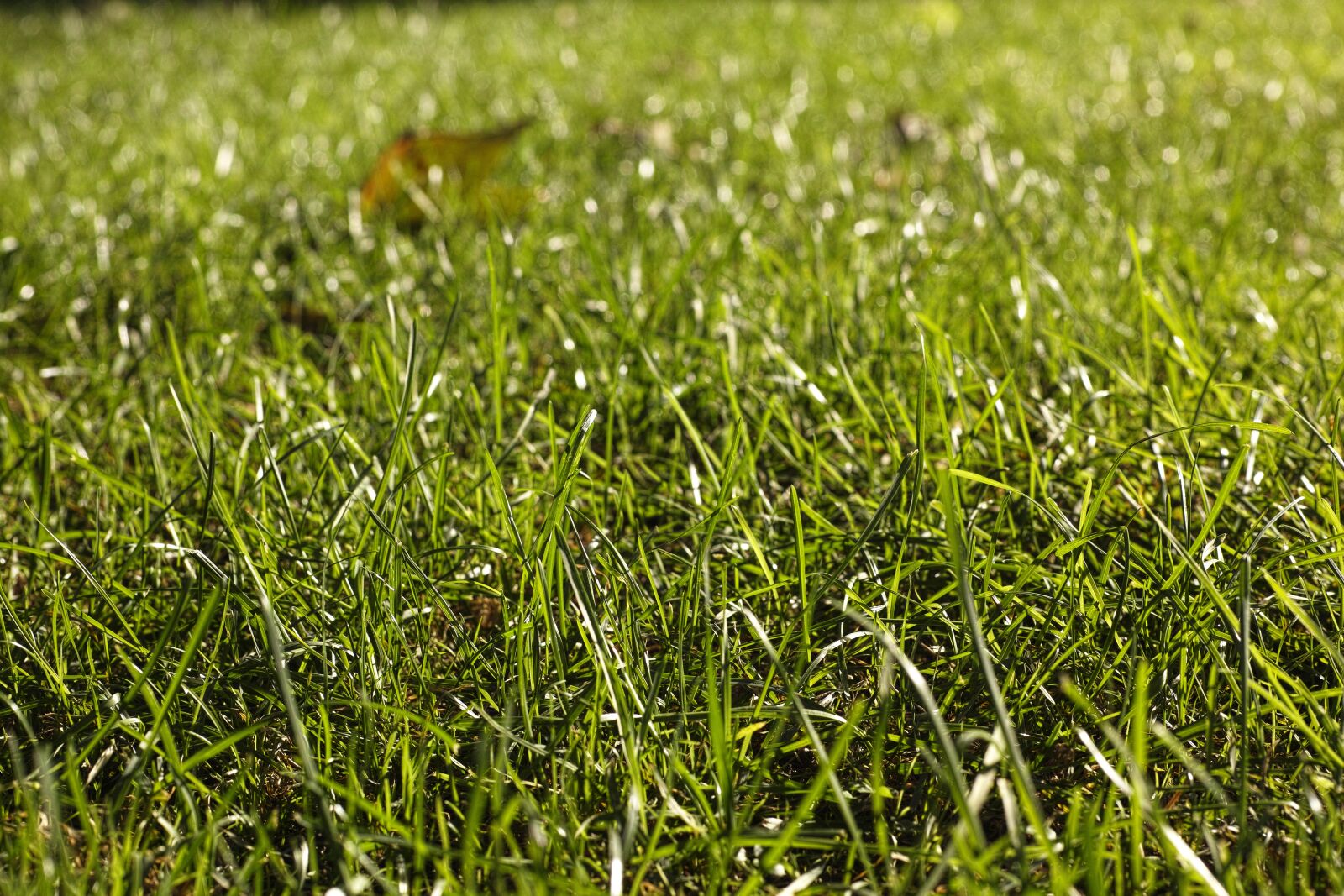 Sigma DP3 Merrill sample photo. Grass, green, texture photography