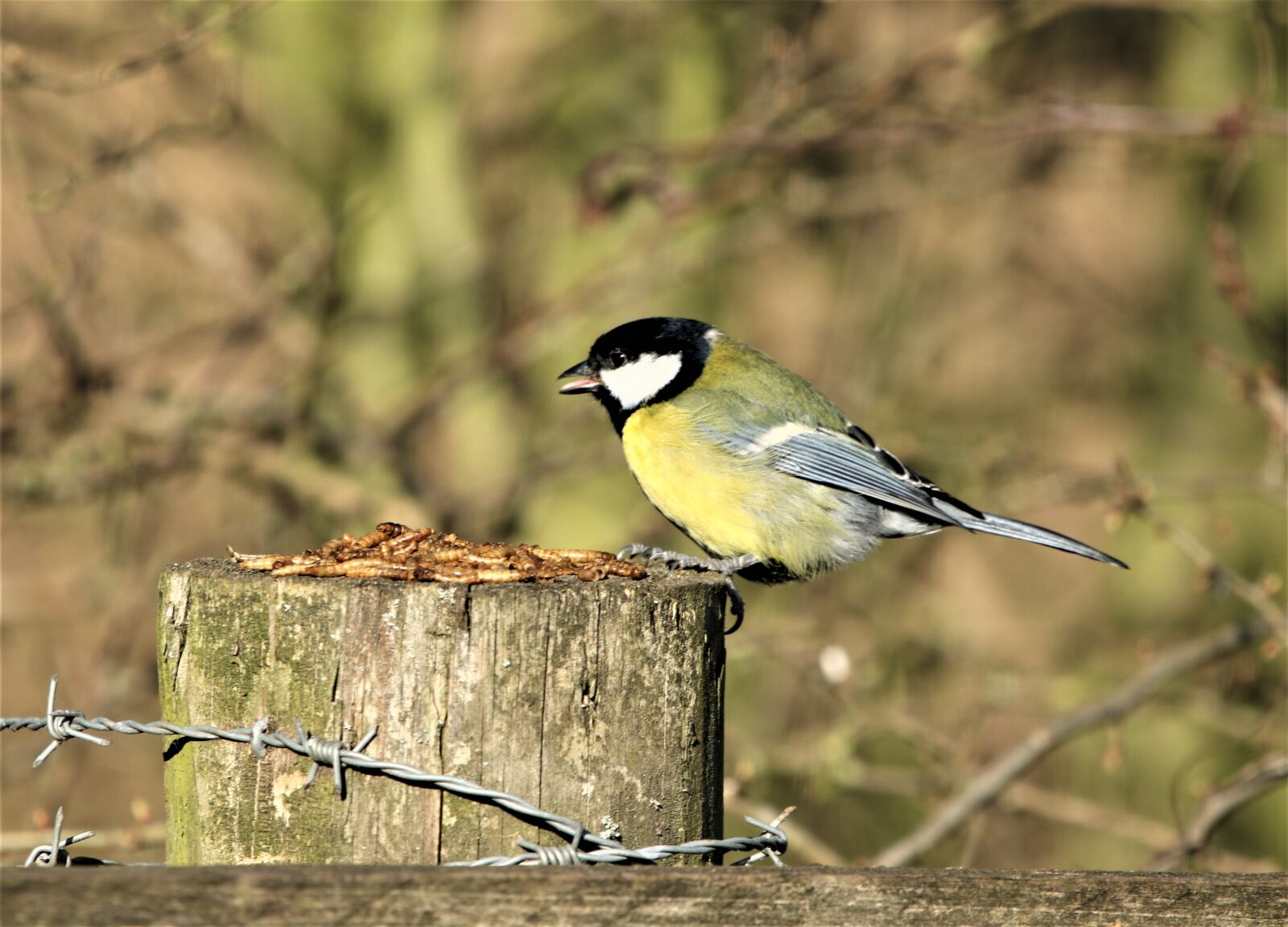 150-600mm F5-6.3 DG OS HSM | Contemporary 015 sample photo. Bird, great tit, yellow photography