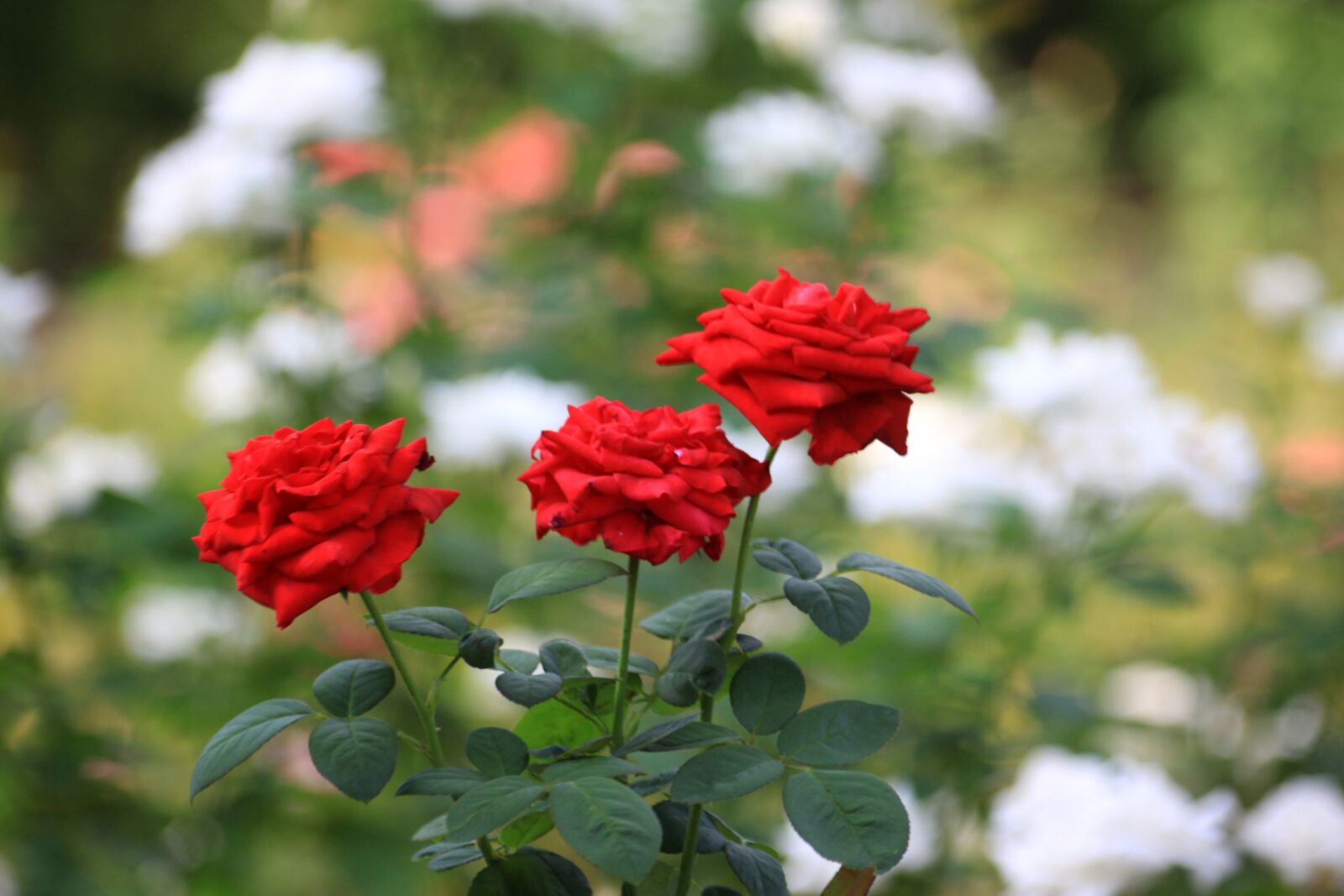 Canon EOS 50D sample photo. Rose, garden, flowers photography