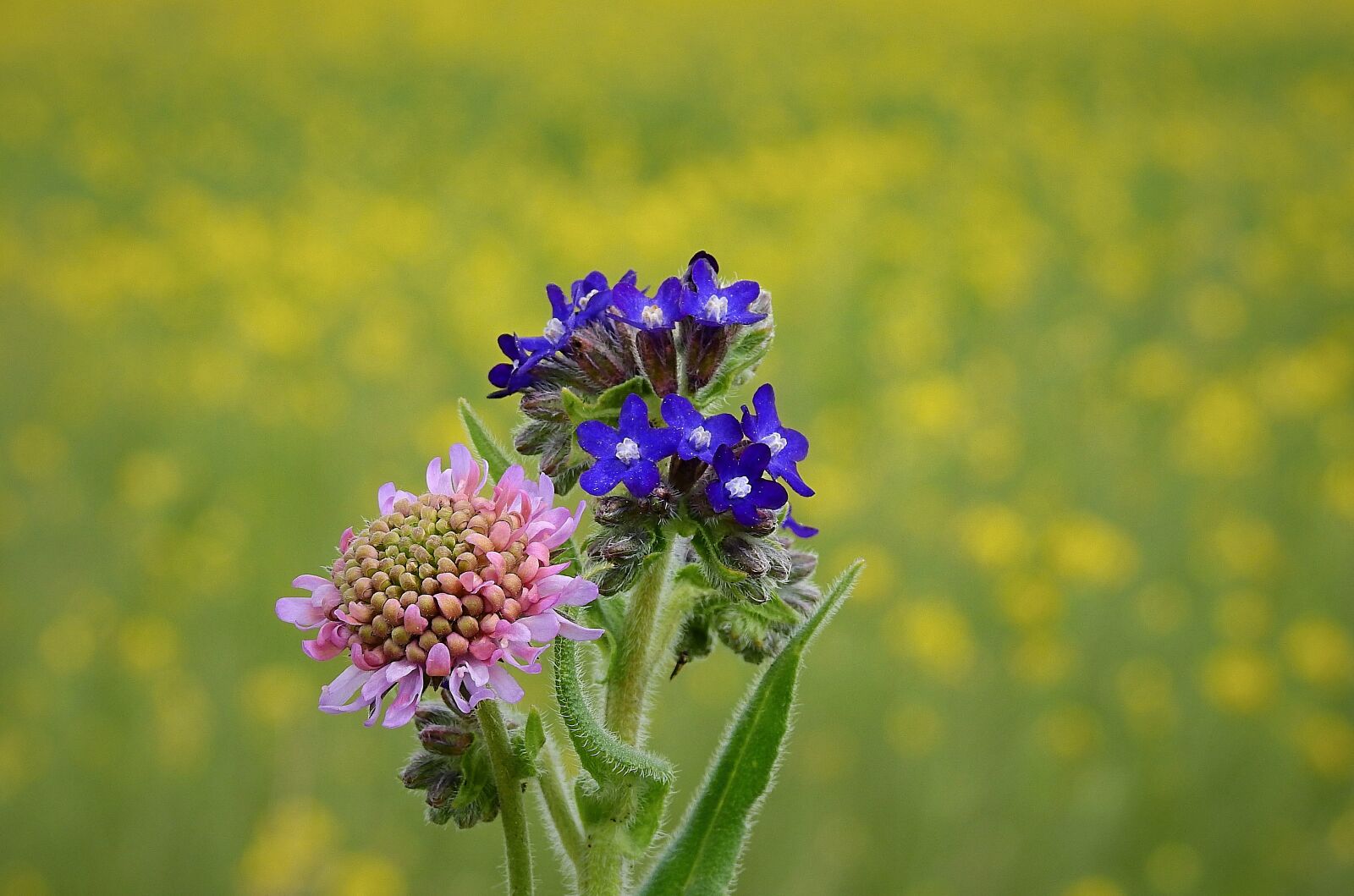 Nikon Coolpix P900 sample photo. Meadow, flowers, spring photography