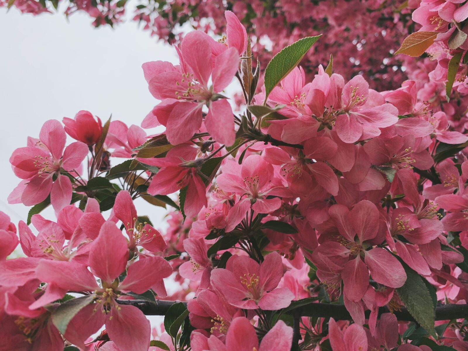 iPhone XR back camera 4.25mm f/1.8 sample photo. Flowers, sakura, cherry blossom photography