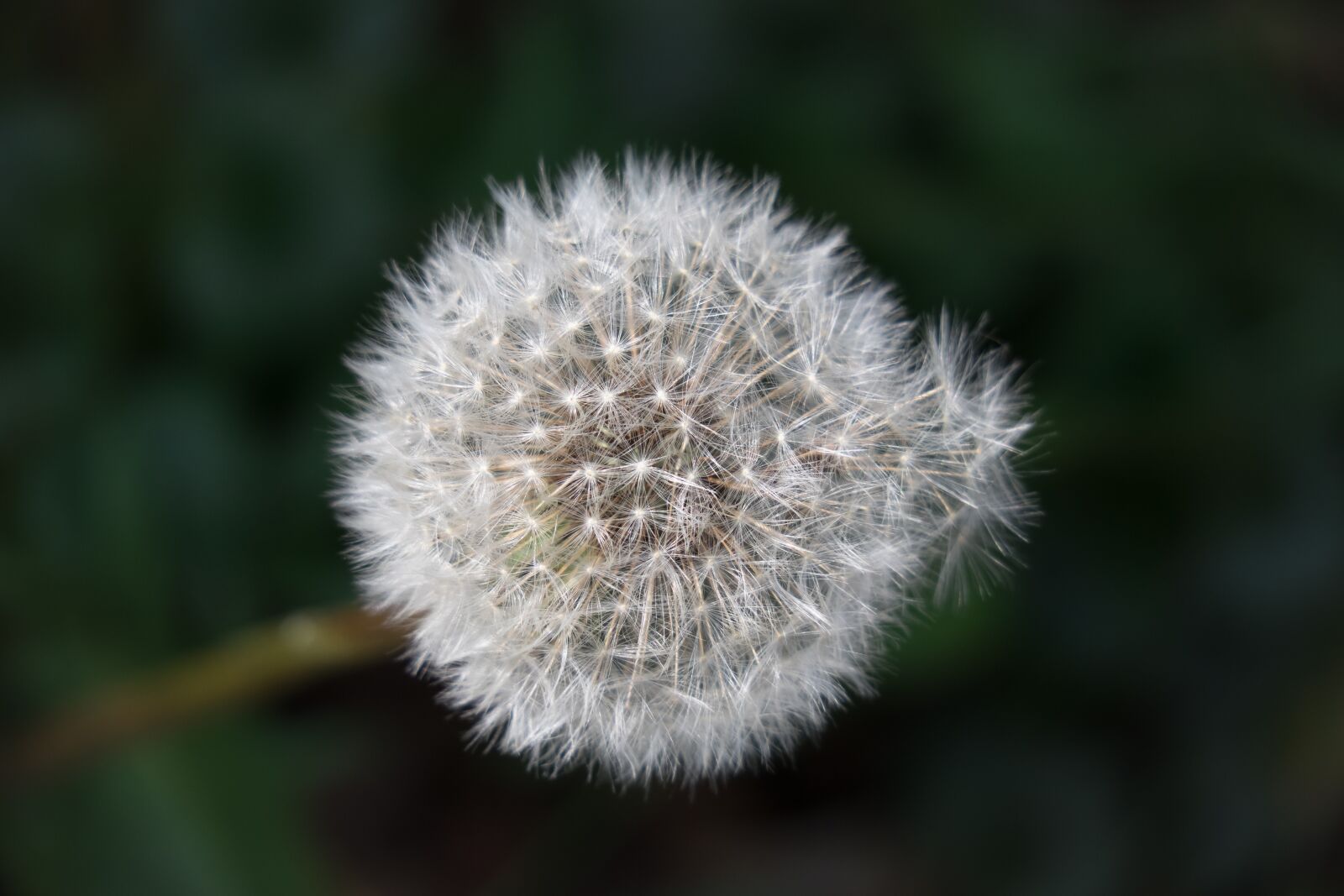 Canon PowerShot G3 X sample photo. Dandelion, seeds, flower photography