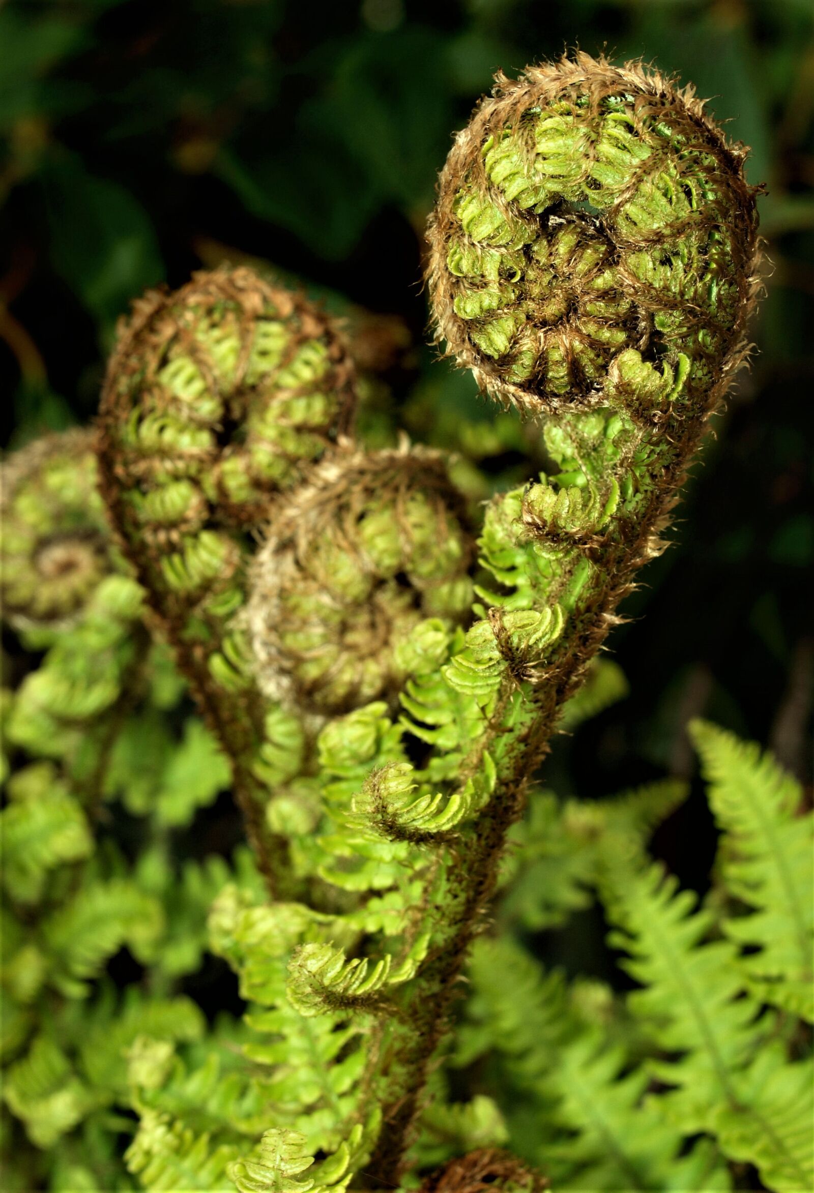 Olympus E-520 (EVOLT E-520) sample photo. Fern, flora, nature photography