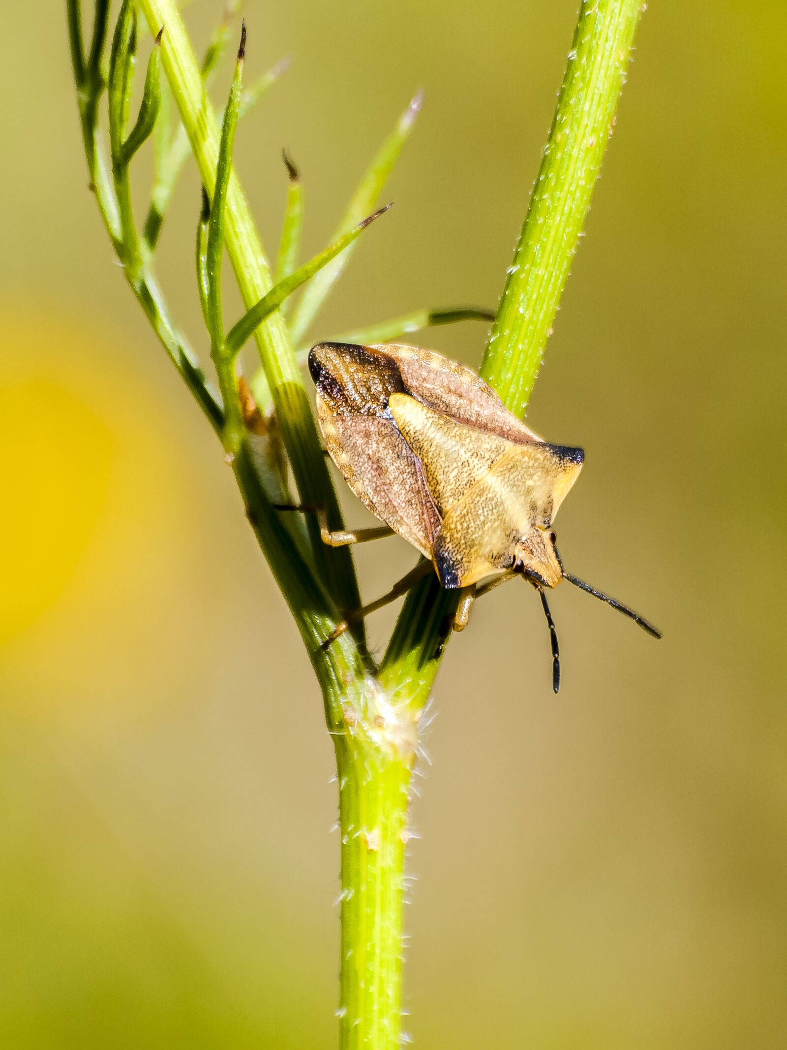 Olympus E-3 sample photo. Bug, leather bug, insect photography