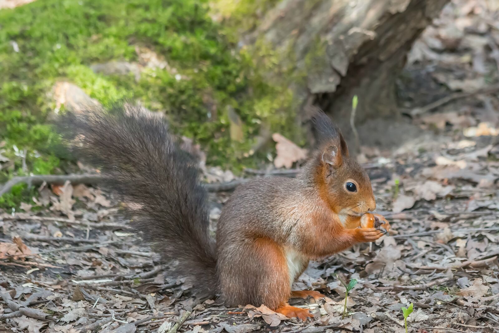 Canon EF 70-300mm F4-5.6 IS USM sample photo. Squirrel, forest, park photography