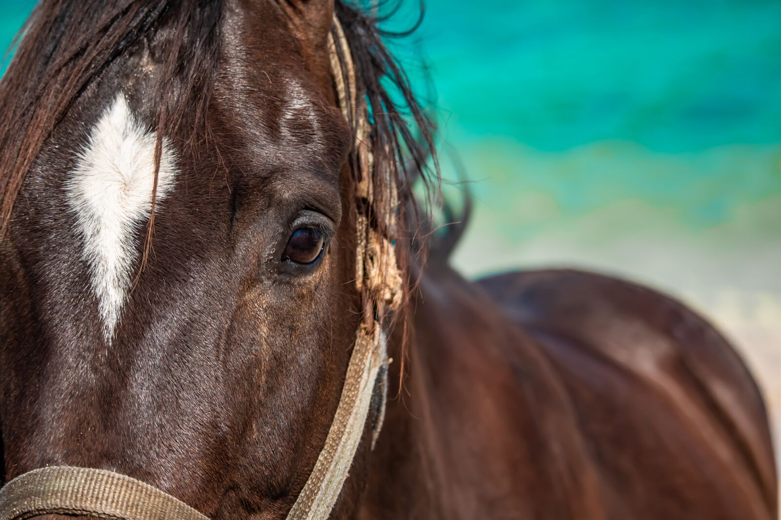Canon EOS 70D + Canon EF-S 55-250mm F4-5.6 IS STM sample photo. Horse, horses, mare photography