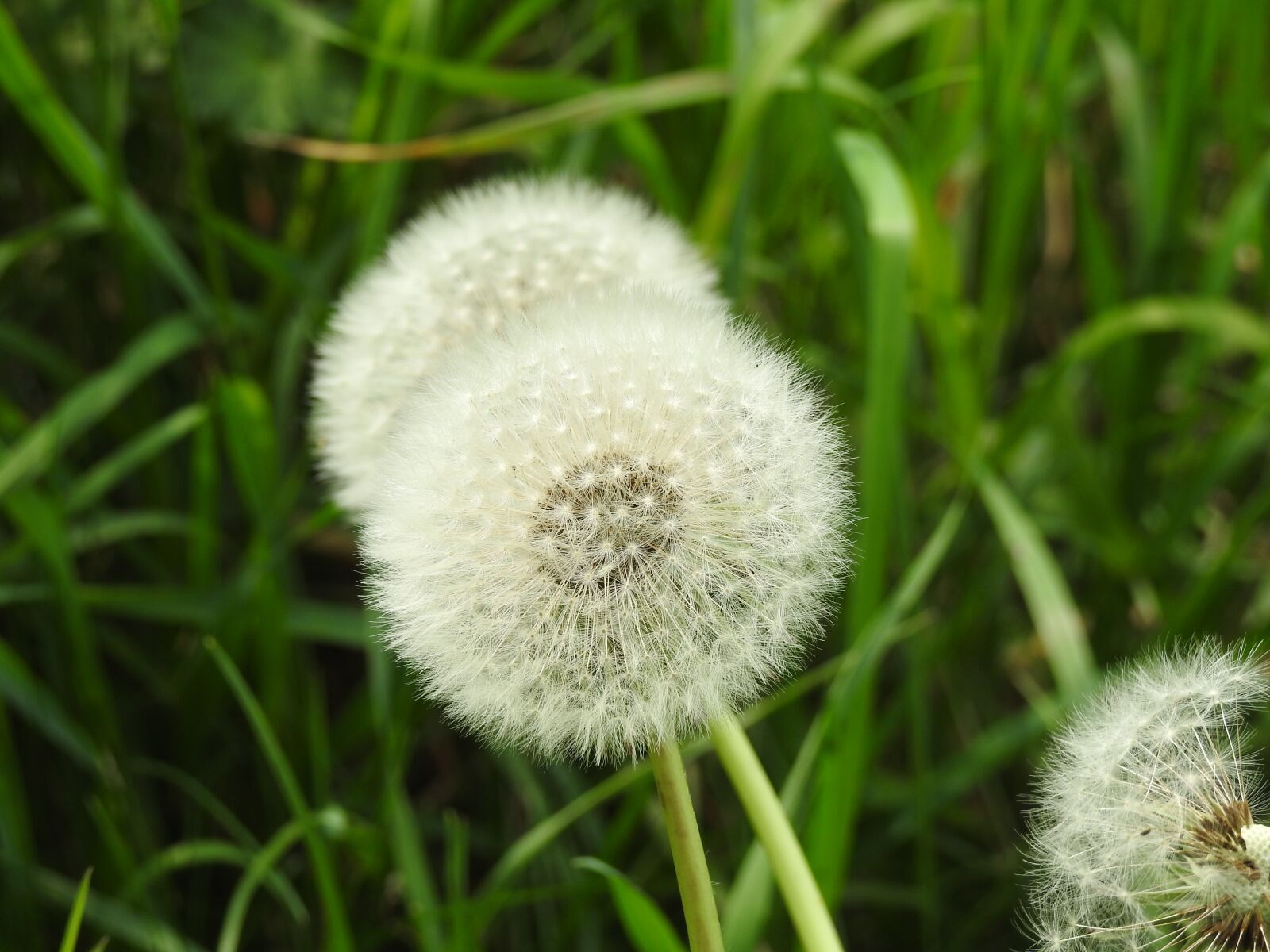 Nikon Coolpix P900 sample photo. Dandelion, sonchus oleraceus, plant photography