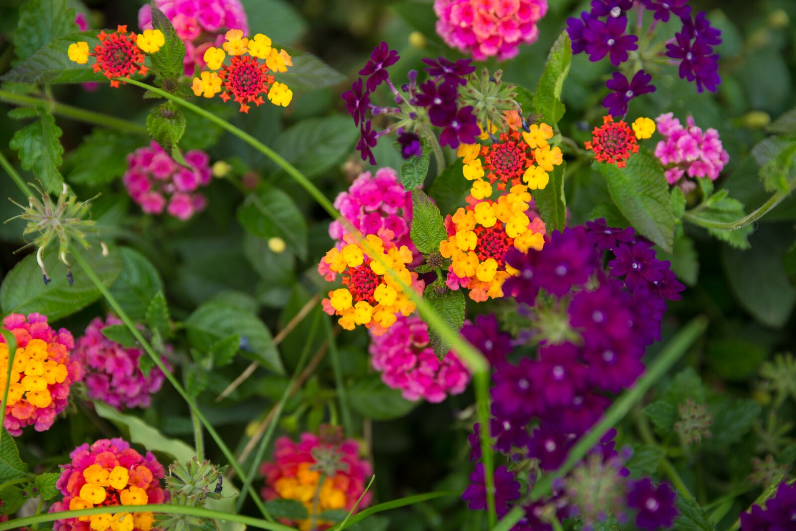 Canon EOS-1D X sample photo. Yellow, colorful purple, blue photography