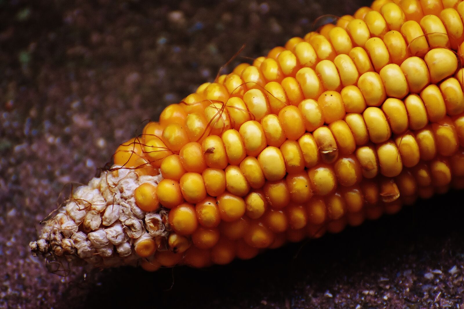 Nikon D7200 sample photo. Corn, corn on the photography